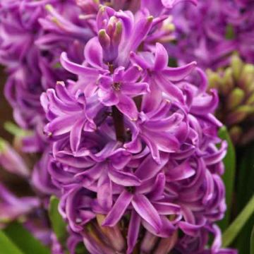 Hyasintti Purple Sensation