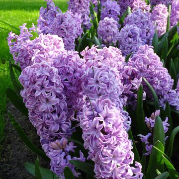 Hyasintti Splendid Cornélia