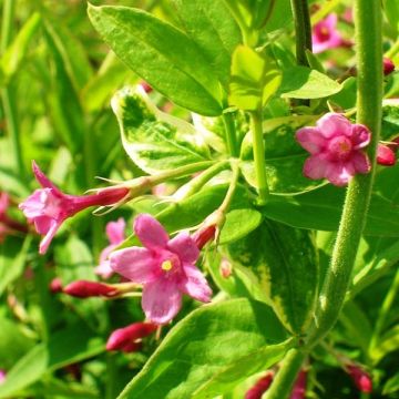 Jasmiini - Jasminum beesianum