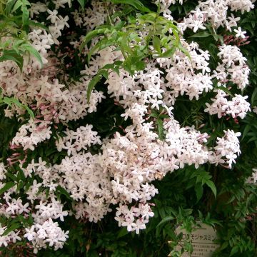 Kiinanjasmiini - Jasminum polyanthum