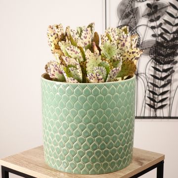 Kirjoitulehti - Kalanchoe marmorata