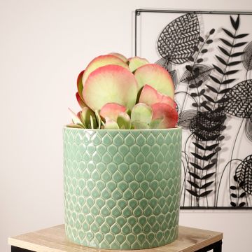 Kapinitulehti - Kalanchoe thyrsiflora