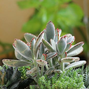 Nukkaitulehti - Kalanchoe tomentosa