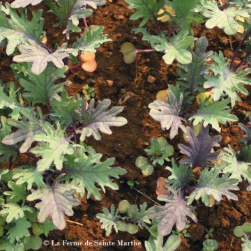 Tatsoikaali - Ferme de Sainte Marthe - Brassica campestris narinosa