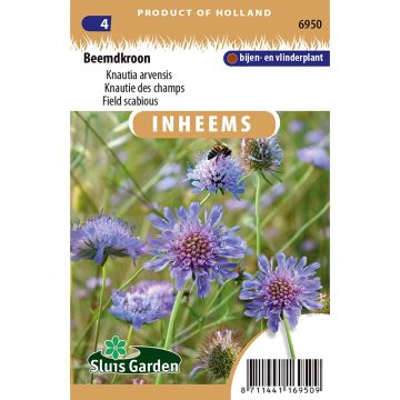 Ketoruusuruoho (siemenet) - Knautia arvensis