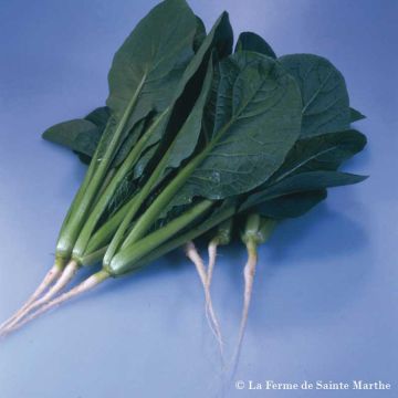 Vihannessinappi var. perirridis - Ferme de Sainte Marthe
