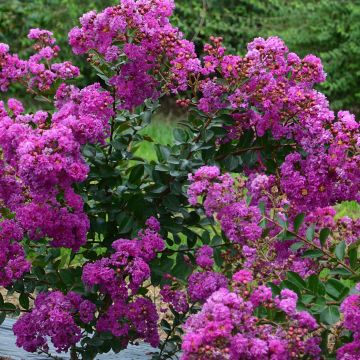 Kiinankutrio Violet d'Ete indyvio