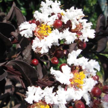 Kiinankutrio Black Solitaire Pure White