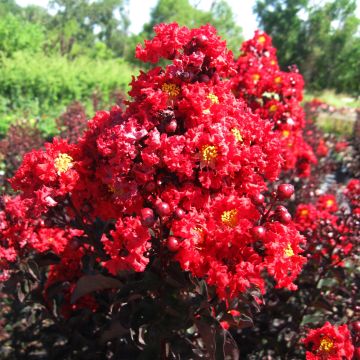 Kiinankutrio Black Solitaire Red Hot