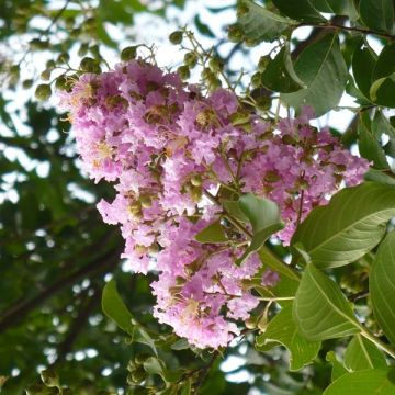 Kiinankutrio Mauve