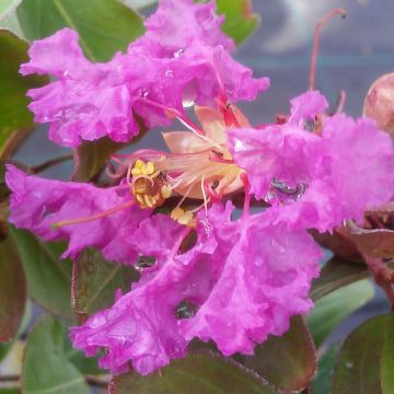Kiinankutrio Summer Beauty Centennial
