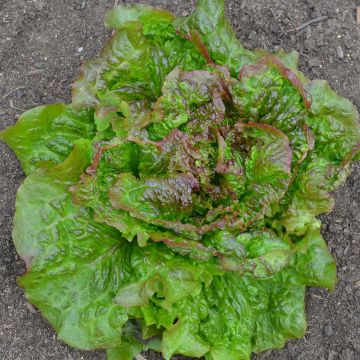 Bataviasalaatti Rouge Grenobloise luomu - Ferme de Sainte Marthe