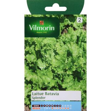 Bataviasalaatti Splendor - Vilmorin