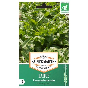 Salaatti Radichetta luomu - Ferme de Sainte Marthe