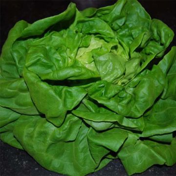 Salaatti Reine de Mai luomu
