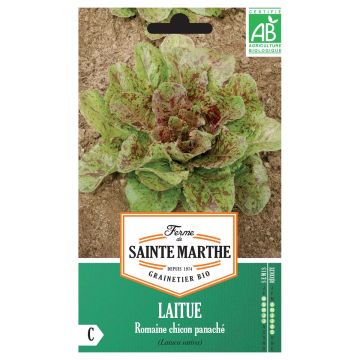 Sidesalaatti Chicon Panaché luomu - Ferme de Sainte Marthe
