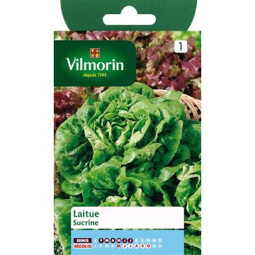 Keräsalaatti Sucrine - Vilmorin