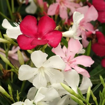Oleanteri Mix Tricolor