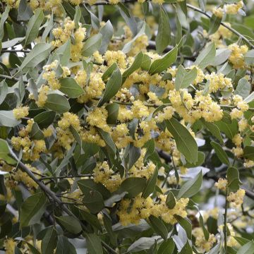 Välimerenlaakeri - Laurus nobilis