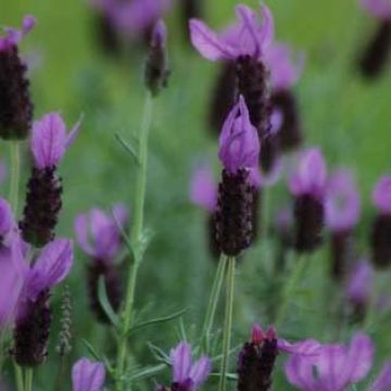 Tupsulaventeli - Lavandula stoechas