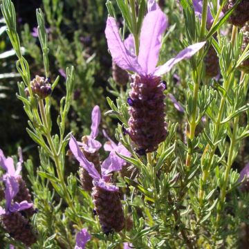 Tupsulaventeli (siemenet) - Lavandula stoechas