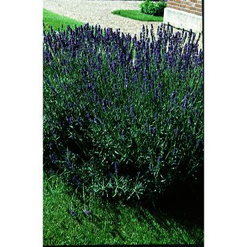 Tähkälaventeli luomu - Lavandula angustifolia