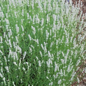 Rivieranlaventeli Edelweiss