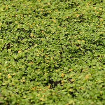 Vihersaumayrtti Minima