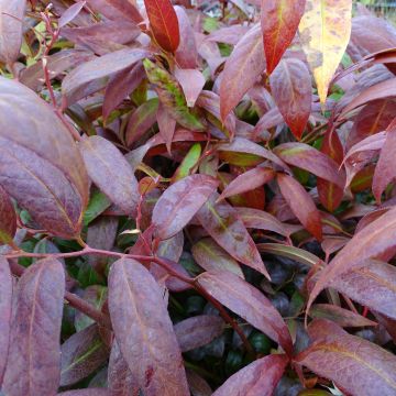 Leukotti Royal Ruby