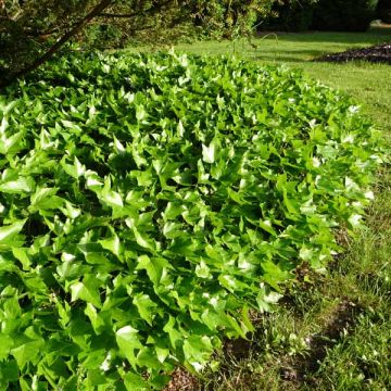 Muratti Green Ripple
