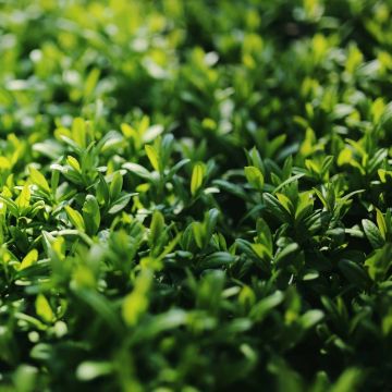 Japaninlikusteri Green Century
