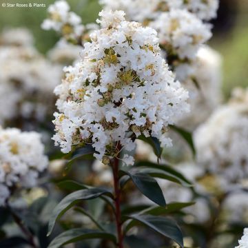 Kiinankutrio Enduring White