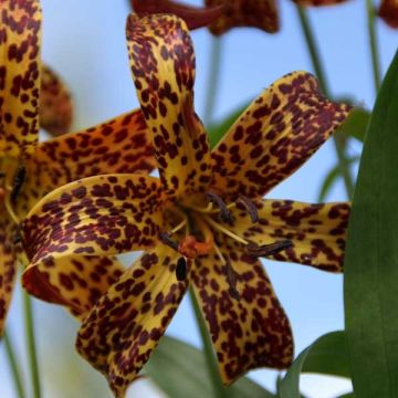 Kanadanlilja - Lilium canadense