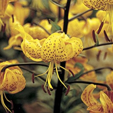 Leichtlininlilja - Lilium leichtlinii