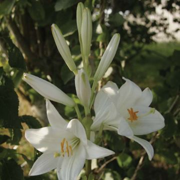 Madonnanlilja - Lilium candidum