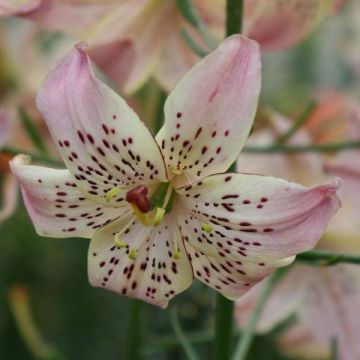 Oriental-lilja Corsage