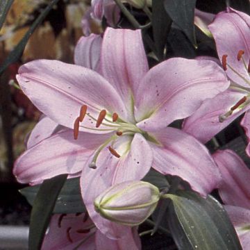 Oriental-lilja Médusa