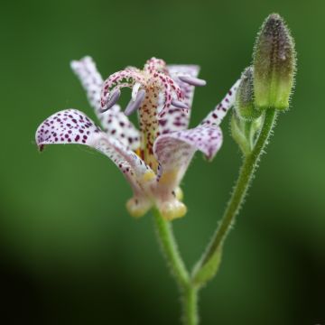 Karvakonnanlilja Tricyrtis hirta
