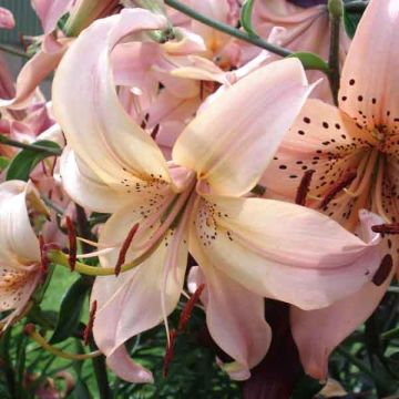 Oriental-lilja Pink Flavour