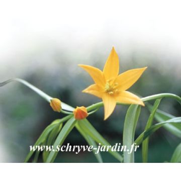 Littonia modesta