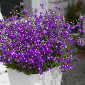Sinilobelia Purple Star