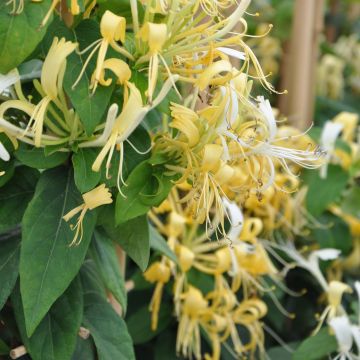Myrttikuusama - Lonicera similis var. delavayi