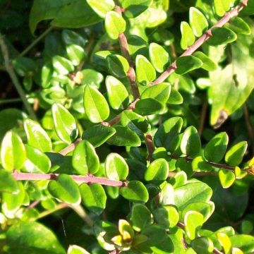 Myrttikuusama - Lonicera nitida