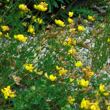 Keltamaite - Lotus corniculatus