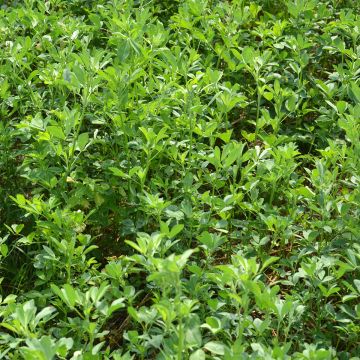 Sinimailanen luomu - Medicago sativa