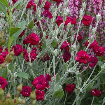 Harmaakäenkukka Gardener s World
