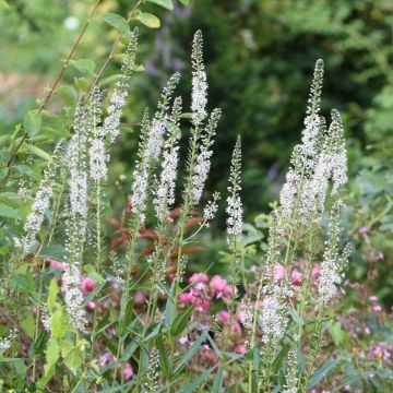 Tähkäalpi - Lysimachia ephemerum