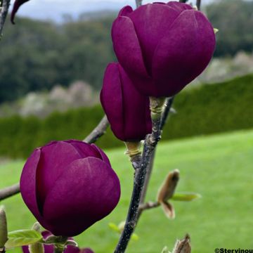Liljamagnolia Black Tulip