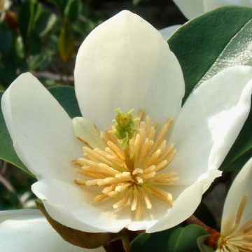 Liljamagnolia Summer Snowflake