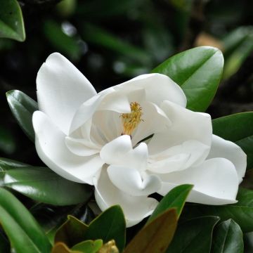Kuningasmagnolia - Magnolia grandiflora